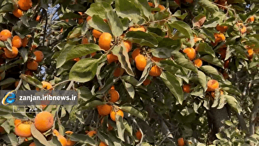 زمان به وقت برداشت خرمالو در طارم