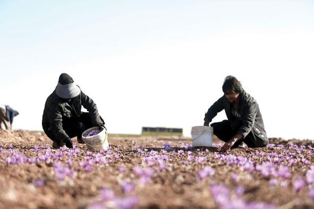 تکمیل و تجهیز انبار بورس زعفران فاروج نیازمند اعتبار است