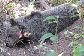 ویدئو| نجات خرس قهوهای از تله