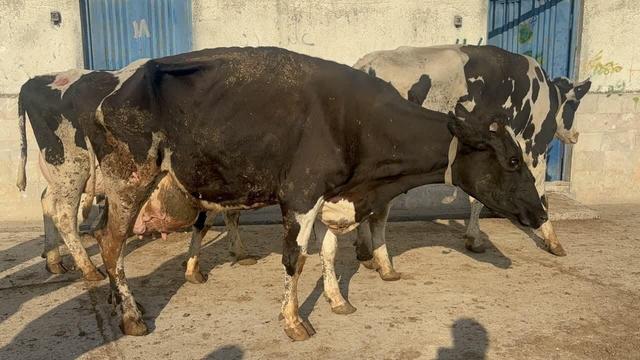 آقاپور کاظمی: محموله دام زنده قاچاق و آلوده در مازندران کشف شد