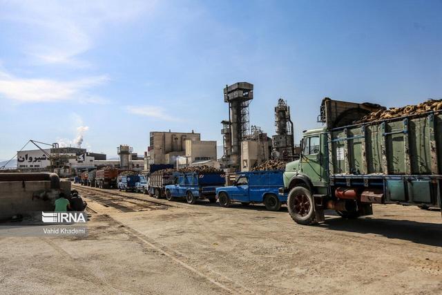 ۲۹۳ هزار تُن چغندرقند از مزارع پیرانشهر برداشت شد