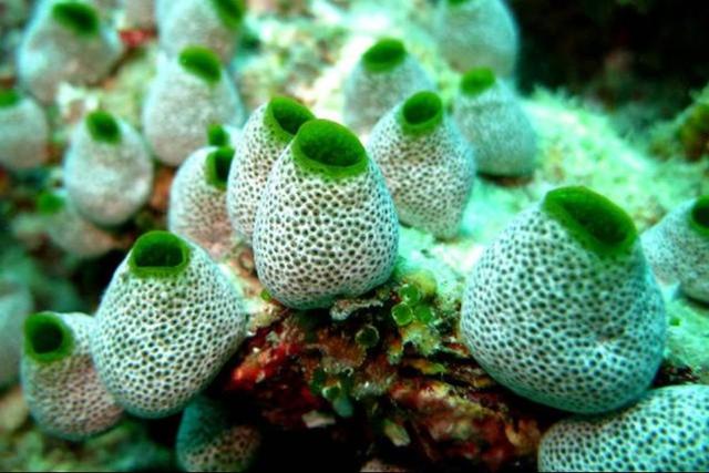 کشف ماده جوانکننده در جانور دریایی