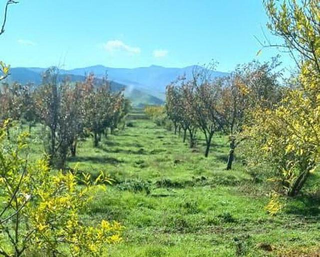 پاییز بهاری در گِرمی، عاشقانهای از طبیعت