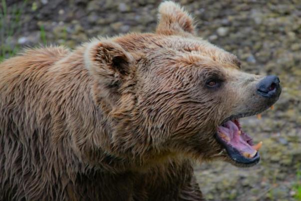 حمله خرس قهوهای به مرد پیرانشهری