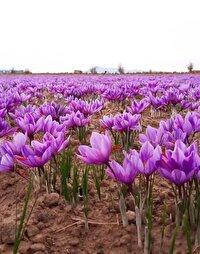 آغاز برداشت زعفران در نیشابور