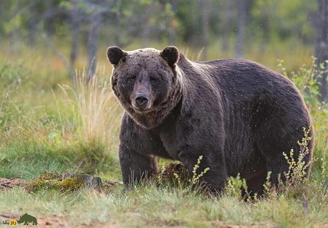 نجات خرس چهار ساله از تله سیمی در آمل + ویدئو