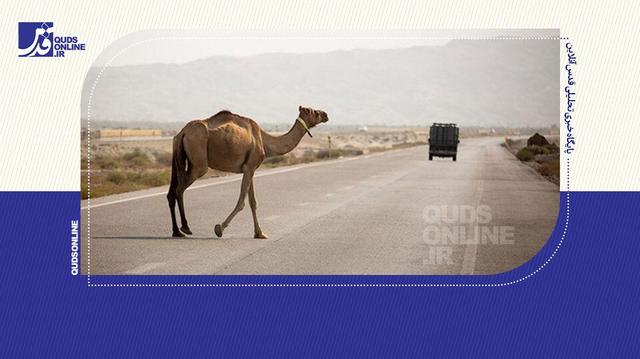 خطر شترهای سرگردان در جاده