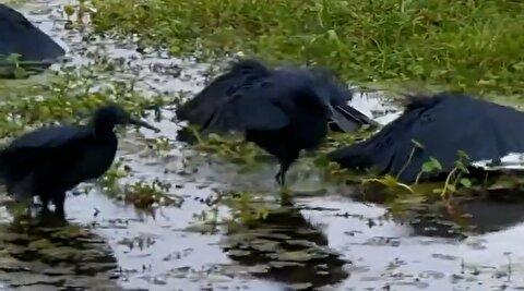 تکنیک شکار کلاغهای سیاه با بالهای چتری شکل