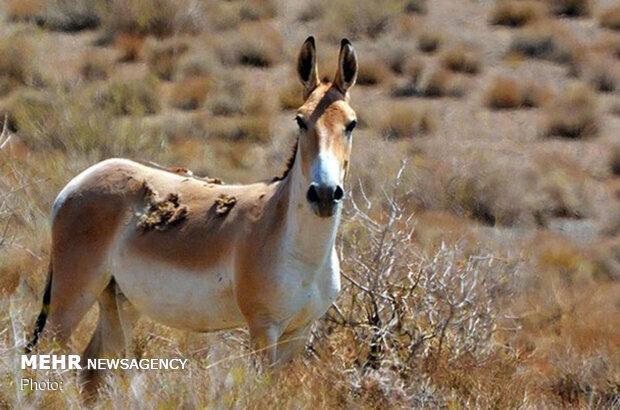 احیای گونه نادر گورخر ایرانی در پناهگاه امن کویر گرمسار