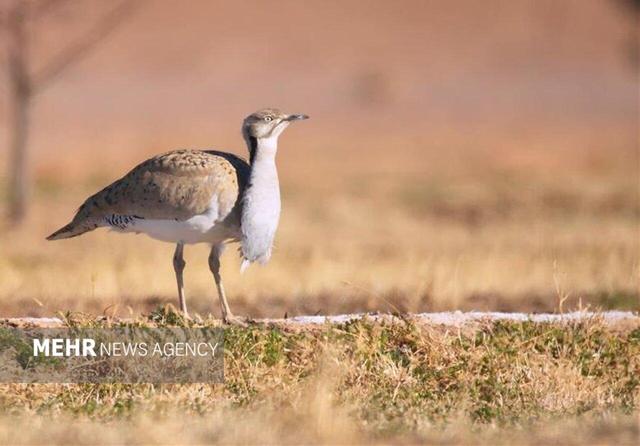 پرواز هوبرهها در پارک ملی توران شاهرود