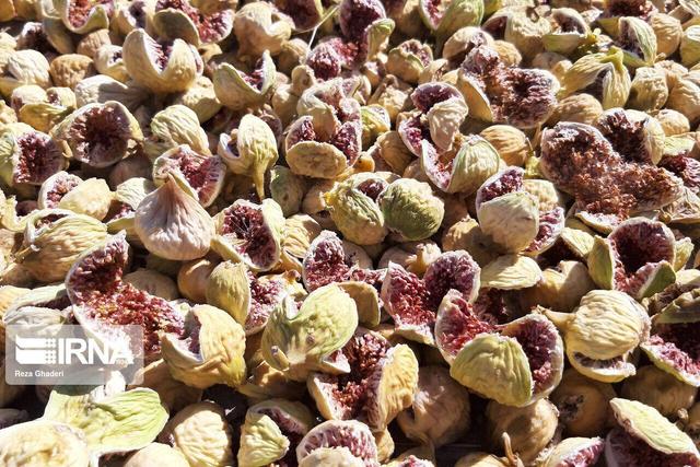 نجات انجیرستان استهبان؛ رویارویی میراث کهن با چالشهای نوین