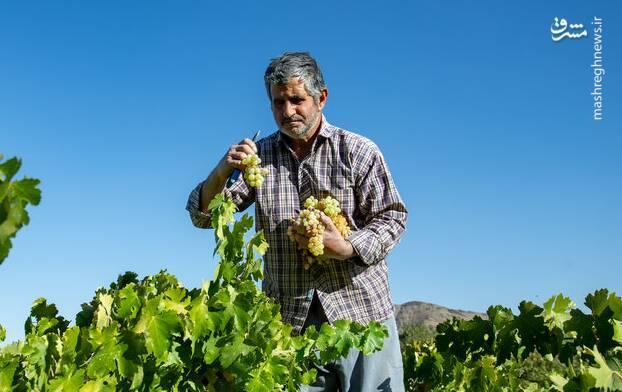 عکس/ فصل انگور در "هزاوه"