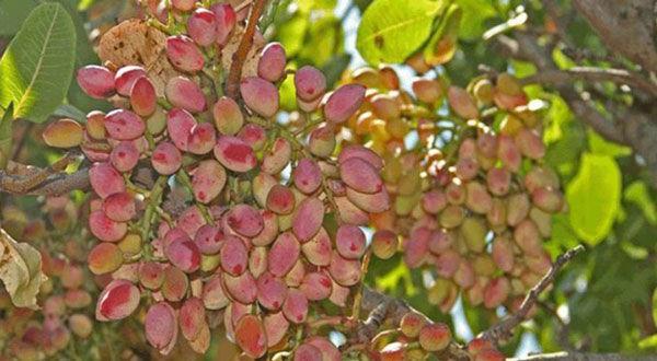 توزیع ۴۰ هزار اصله نهال پسته در خراسانشمالی