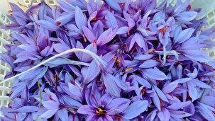 برداشت زعفران از مزرعه طرح اشتغال کمیته امداد در تکاب