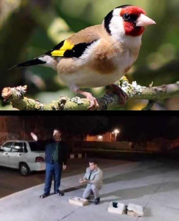 رئیس اداره حفاظت محیط زیست بیله سوار خبر داد: کشف و ضبط و رهاسازی ۱۴۶ بال سهره طلایی از متخلف زندهگیری پرندگان در بیلهسوار