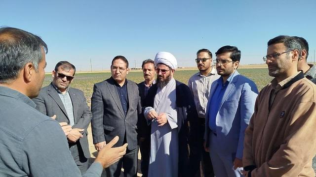 زعفران؛ الگوی کشت کمآببر و اشتغالزا در شهرستان فامنین