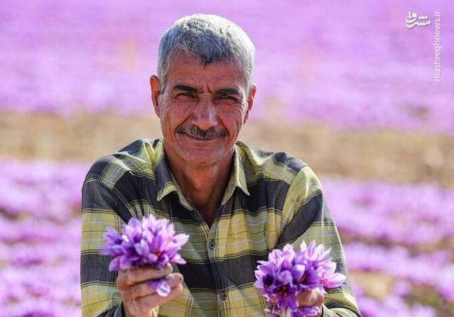 عکس/ برداشت زعفران در فاروج
