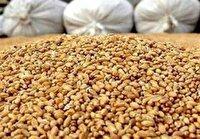 رئیس سازمان دامپزشکی: تأمین نهادههای دامی با گشایش ارزی بهبود یافت