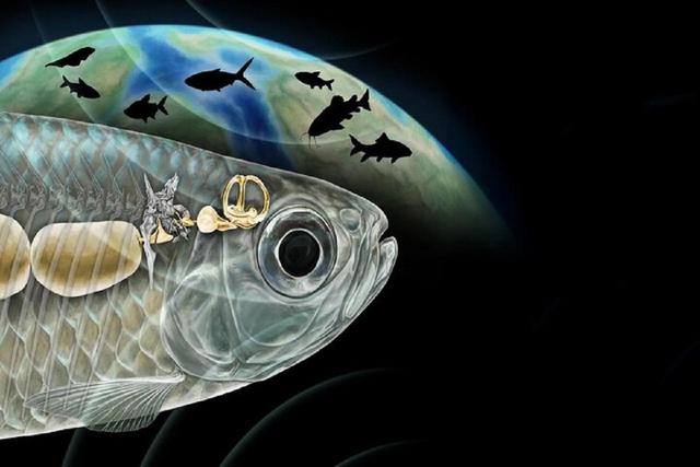 ماهی باستانی با شنوایی شبیه انسان، دانشمندان را شگفتزده کرد