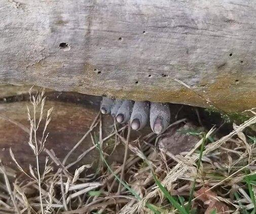 انگشتان مرده زیر تنه درخت / صحنهای هولناک در جنگل / عکس