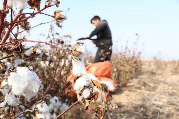 ارزش اقتصادی وش پنبه خراسانشمالی ۱۴ هزار میلیارد ریال برآورد شد
