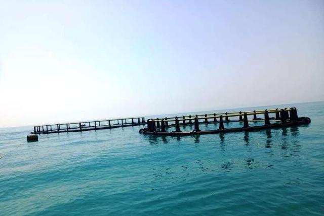 جهانشاهی: ساخت بزرگترین قفس دریایی کشور در مرحله پایانی است