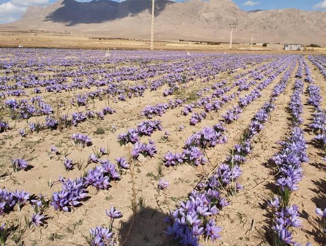 فیلم| عطر زعفران در دشتهای چهارمحال و بختیاری پیچید