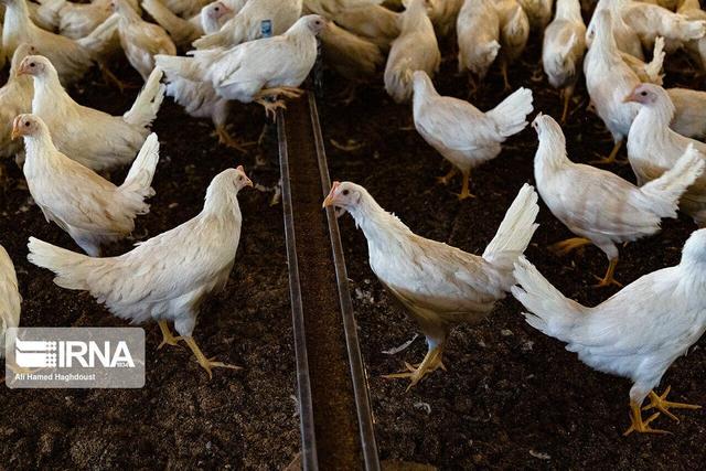 نیوکاسل ۳۰ هزار قطعه مرغ خراسانشمالی را تلف کرد