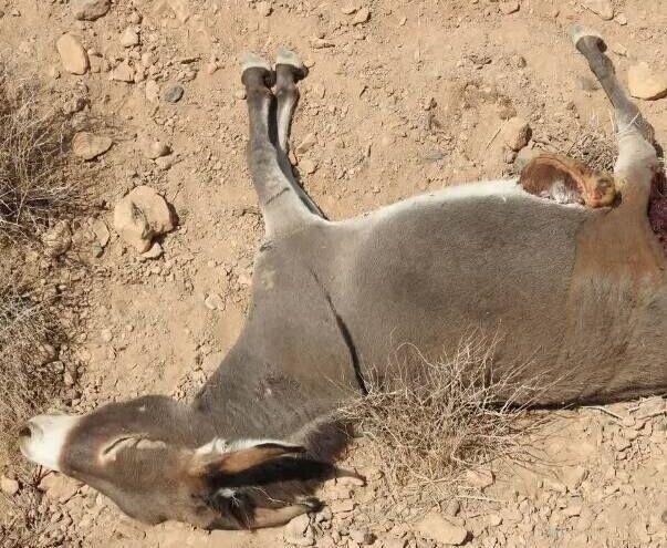 محیط زیست هرمزگان: کشتار الاغهای بیصاحب در میناب را پیگیری میکنیم