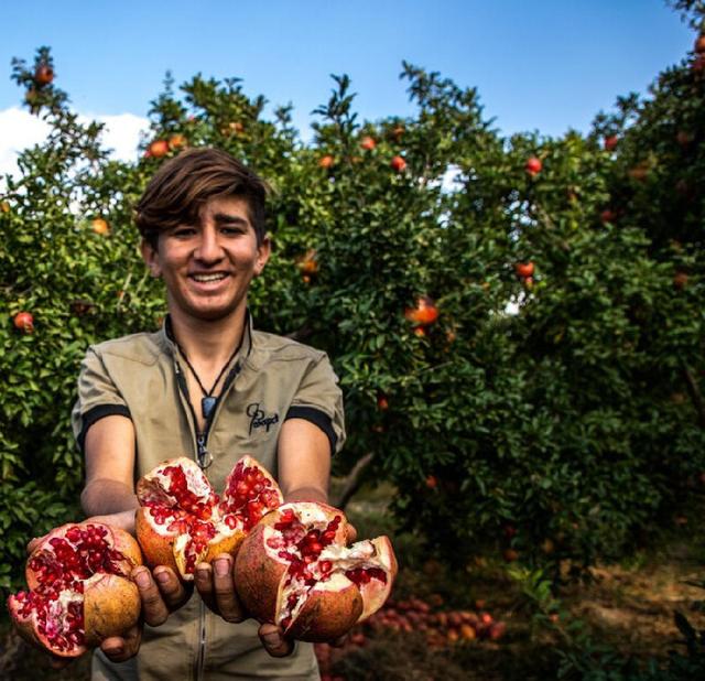 انار خوب چه خصوصیاتی دارد ؟ / نکات خرید و نگهداری انار؛ راهنمای انتخاب انار سالم و ماندگار