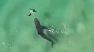 صحنهای تکاندهنده از شکار فک توسط یک کوسه | ویدئو