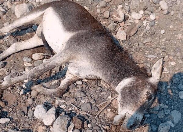 (۱۶+) تصاویر تکان دهنده از کشتار ۲۰ الاغ وحشی در یک شهر ایران | ماجرا چیست؟