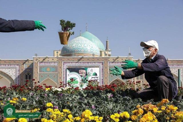 گلآرایی پاییزی حرم مطهر رضوی با کاشت ۷۰ هزار بوته گل رنگارنگ