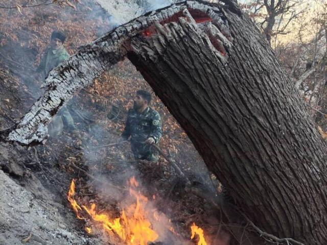 آتش دوباره در جنگل چالوس شعلهور شد