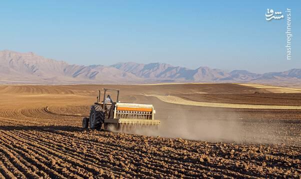 عکس/ آغاز کاشت گندم در لرستان