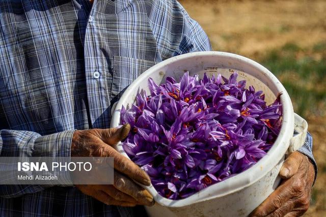 زعفران ملایر، محصولی کمآببر با سودی پررنگ در اقتصاد محلی