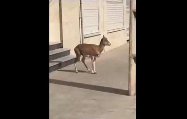 خوردن فضای سبز خیابانهای لواسان توسط میش وحشی! + ویدئو