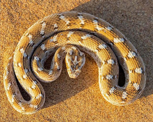 افعی جعفری با نشان صلیبی و پولک های طلایی در شنزارهای ایران | تصاویر