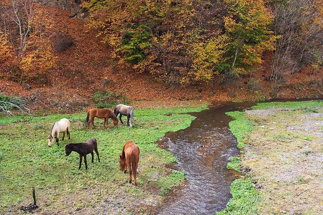 پاییز رنگارنگ در ارتفاعات چالوس | تصاویر