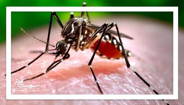 گسترش تب دنگی با بارشهای پاییزی و فعالیت پشه آئدس در مناطق جنوبی و شمالی