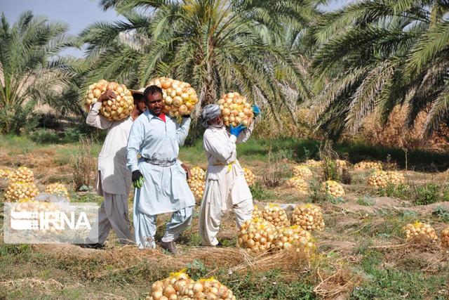 پراکندگی جغرافیایی؛ چالش اصلی توسعه بیمه روستایی در سیستان و بلوچستان