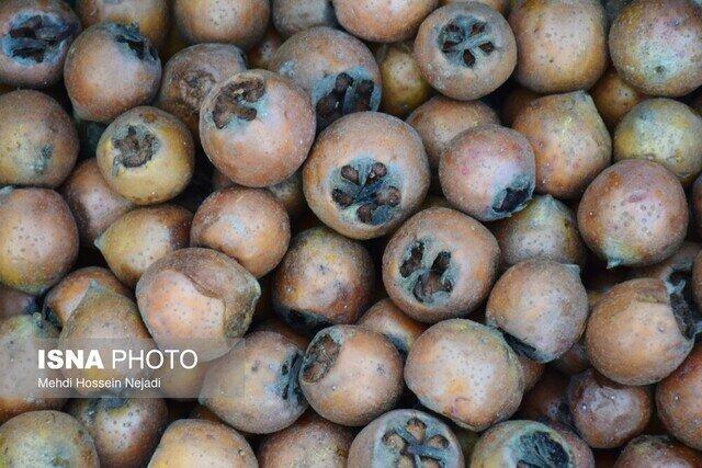 پیش بینی برداشت ۴۳۵۰ تنی ازگیل در گیلان