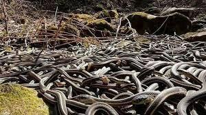 اینجا معروف به منطقه مارهاست | اگر از مار نمیترسید، ویدئو را ببینید