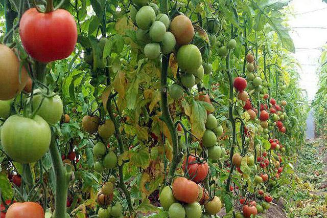 ۸ طرح اولویتدار بخش کشاورزی لرستان بهره برداری شد