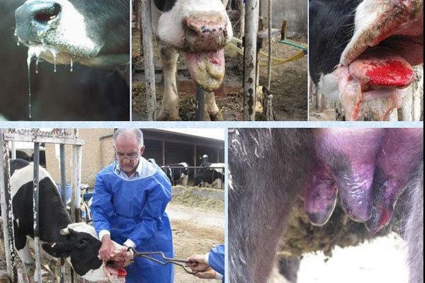 هشدار شیوع تب برفکی در فارس؛ الزام اقدام فوری برای کنترل بیماری