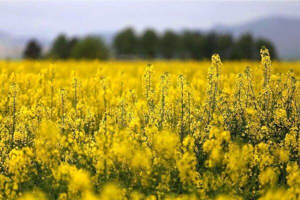 جعفری: بیش از ۸۰۰ تن دانه روغنی در آذربایجان غربی برداشت شد