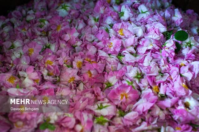 کرمزاده:ثبت «رز طایف» عربستان هیچ ارتباطی با «گل محمدی» ایران ندارد