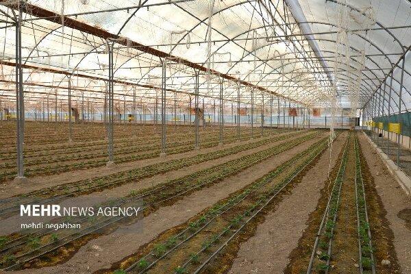 تولید ۸۵ هزار تن محصول در ۲۹۸ هکتار گلخانه حاجیآباد