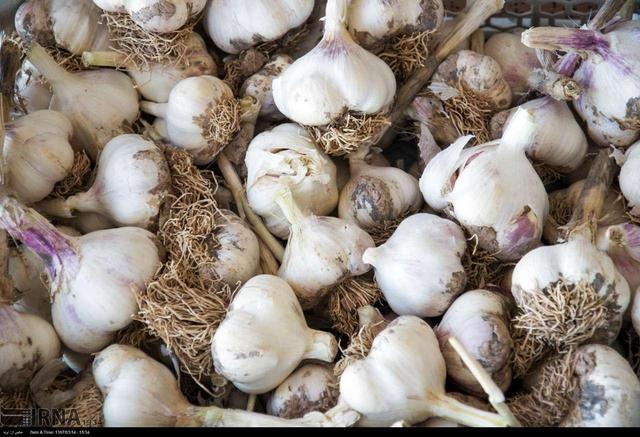 ۴۵۰ هکتار از اراضی شهرستان طارم زیر کشت سیر رفت