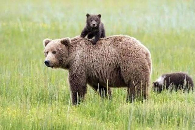 همزیستی حساس در مرزهای سبز؛ تولهزایی خرس قهوهای در مارمیشو ارومیه